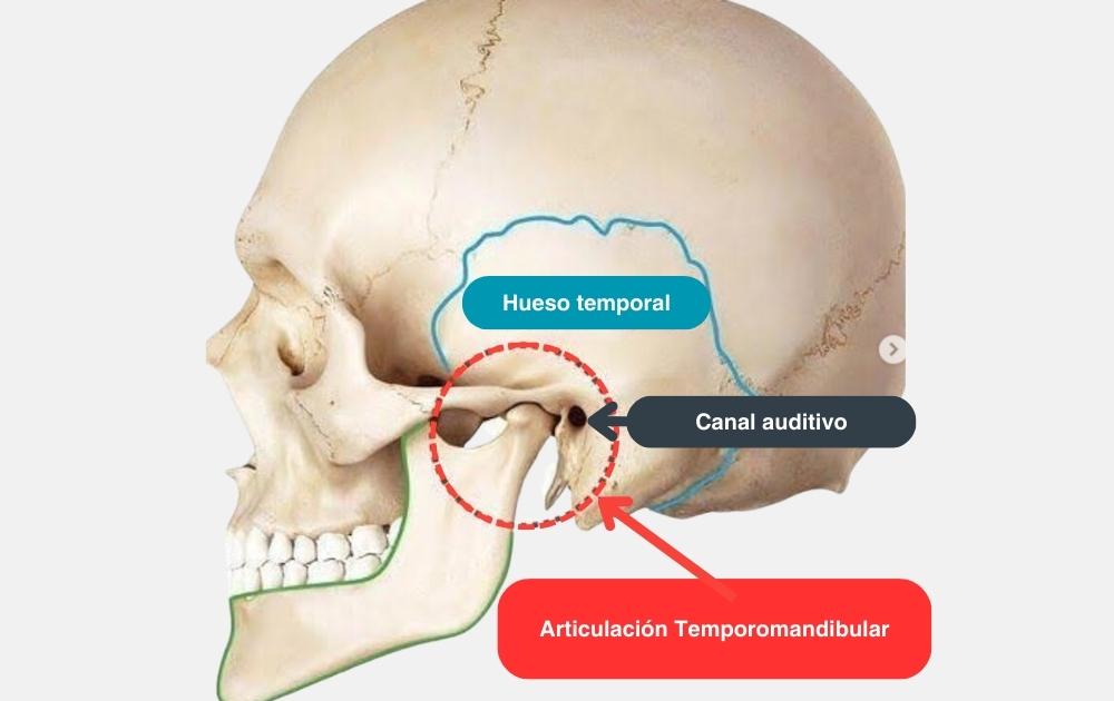 Articulacion Temporo mandibular partes